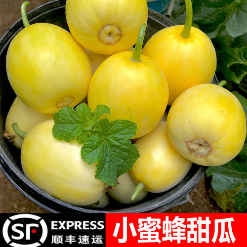 山东小蜜蜂甜瓜星甜20蜜罐香瓜新鲜水果当季整箱现摘现发孕妇水果