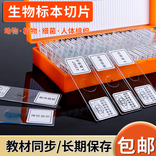 人血涂片植物根尖纵切人体组织