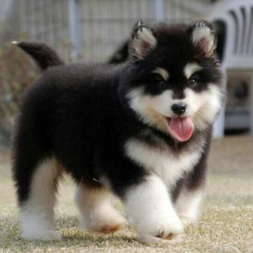 萨摩耶幼犬纯种巨型多少钱 萨摩耶幼犬纯种巨型价格 小麦优选