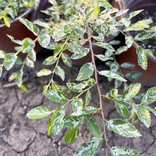 路兮小农民 花叶榆树斑叶榆盆景素材多年生小叶榔榆雪花榆阳台
