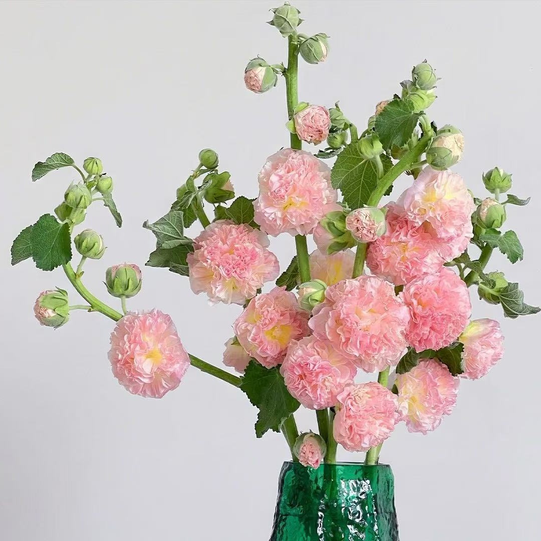 路兮小农民 重瓣新品种蜀葵花桃子与梦花卉阳台春天花园植物宿根