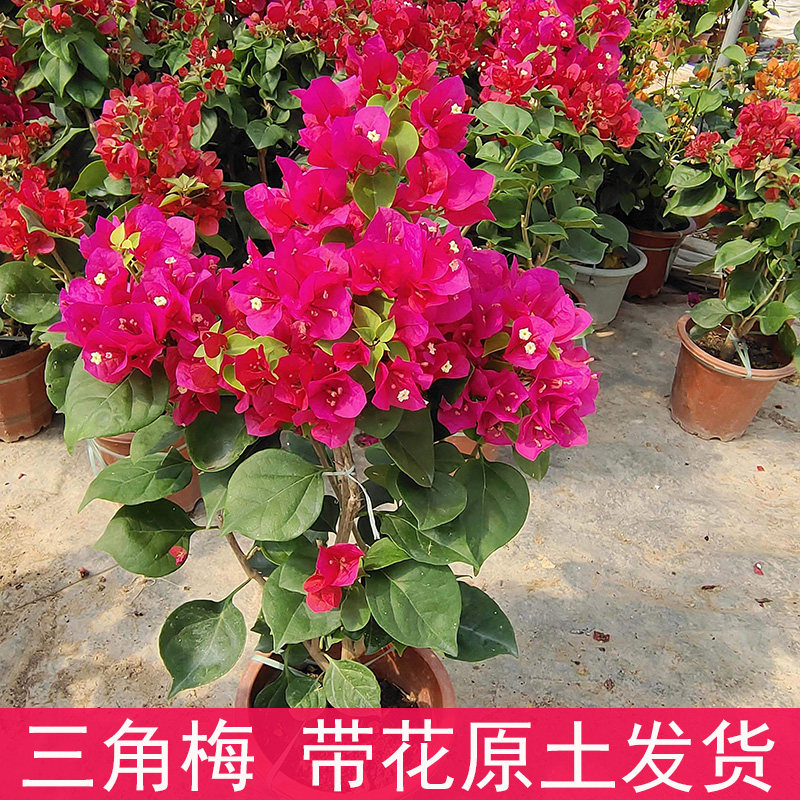 重瓣三角梅盆栽带花爬藤老桩四季开花新品种花苗阳台庭院花卉植物