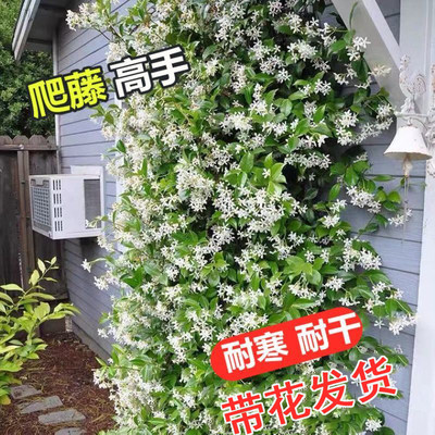 风车茉莉大苗盆栽络石藤爬藤植物四季开花浓香型庭院阳台花卉好养