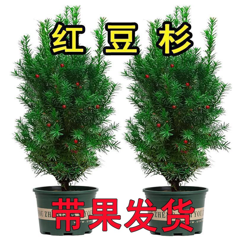 红豆杉带果四季常青庭院植物