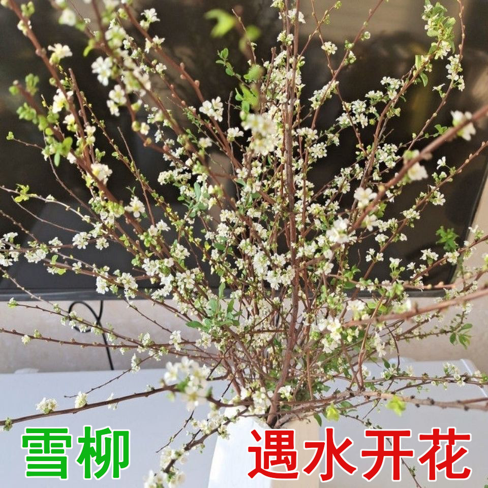 雪柳鲜枝干枝泡水开花水培植物室内观赏花卉遇水开花好养绿植盆栽_虎窝淘
