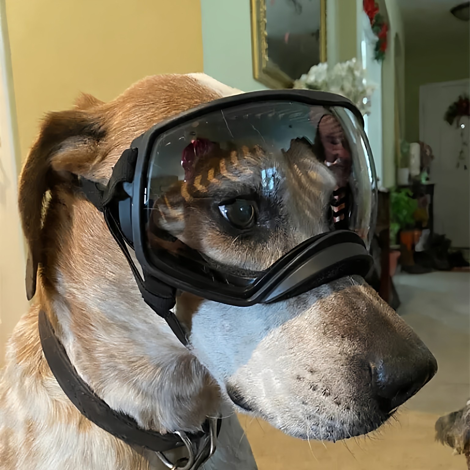 XPAWS 狗狗大框护目镜宠物遮阳墨镜防风雪地防紫外线大型犬金毛