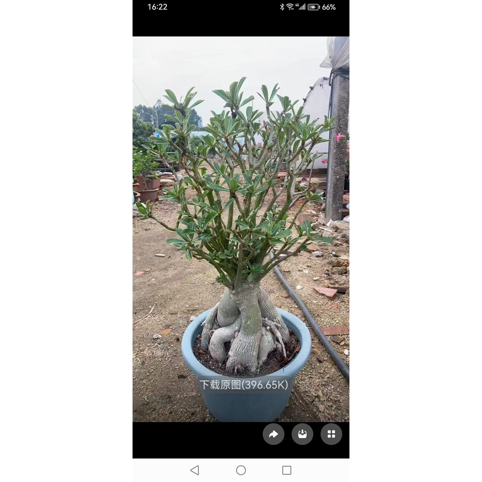 超大沙漠玫瑰多色花盆栽带花苞老桩好养四季开花绿植包邮