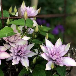 铁线莲系列撒玛利亚乔大苗 新枝单瓣老枝条开重瓣