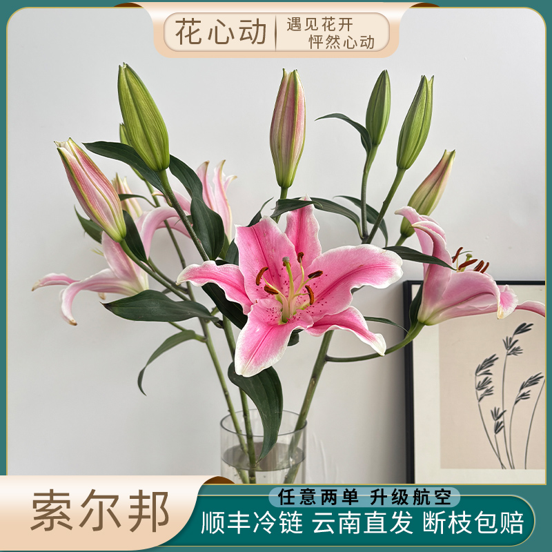 多头粉香水百合索尔邦地基直发