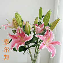 索尔邦粉色香水百合鲜花多头百合鲜花云南基地直发顺丰快递花心动