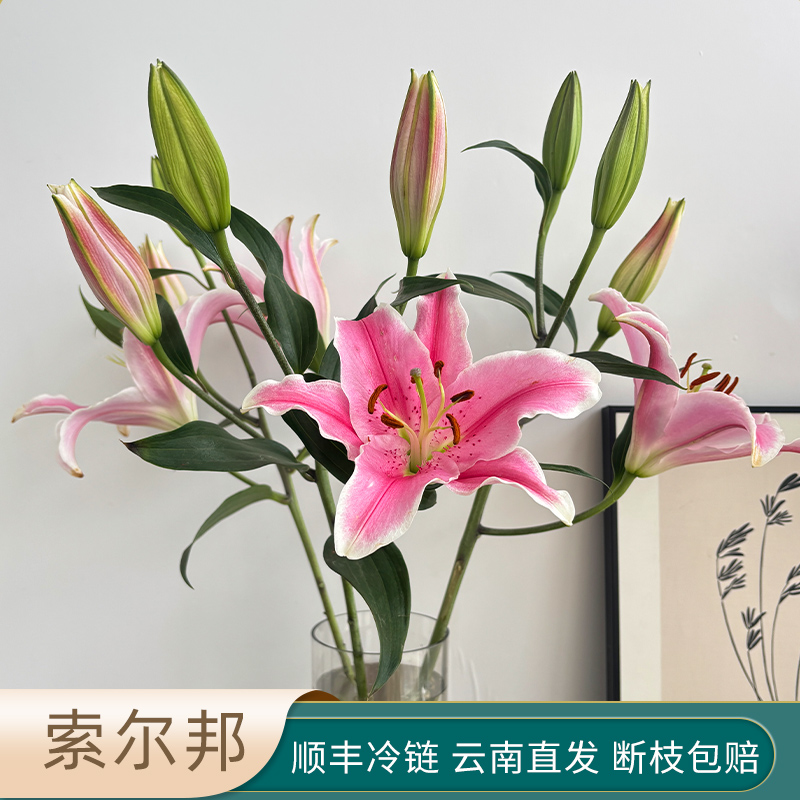 A级粉色香水百合花鲜花多头百合索尔邦家用插花云南基地直发顺丰