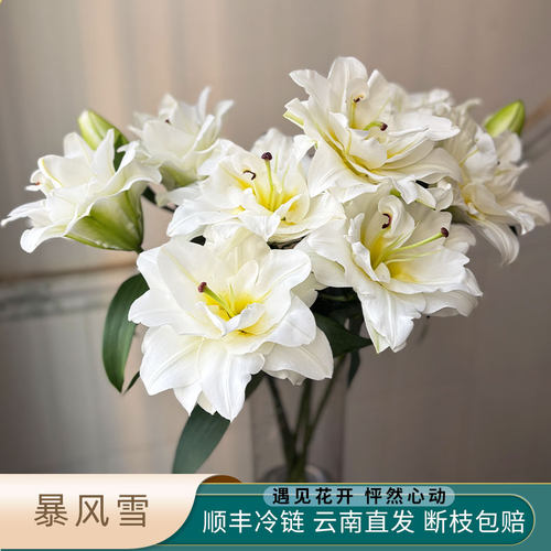 精选白色暴风雪重瓣香水百合鲜花