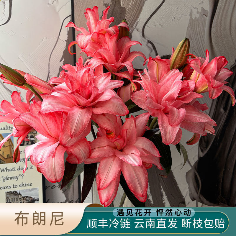 布朗尼重瓣香水百合鲜切花颜料吸色多头粉色顺丰快递云南基地直发