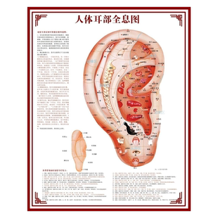 耳穴挂图耳朵穴位图经络图耳部穴位图解穴位海报耳科宣传挂图