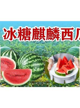 冰糖麒麟西瓜海报贴纸贴小吃车海报贴画贴纸小吃装饰自贴画