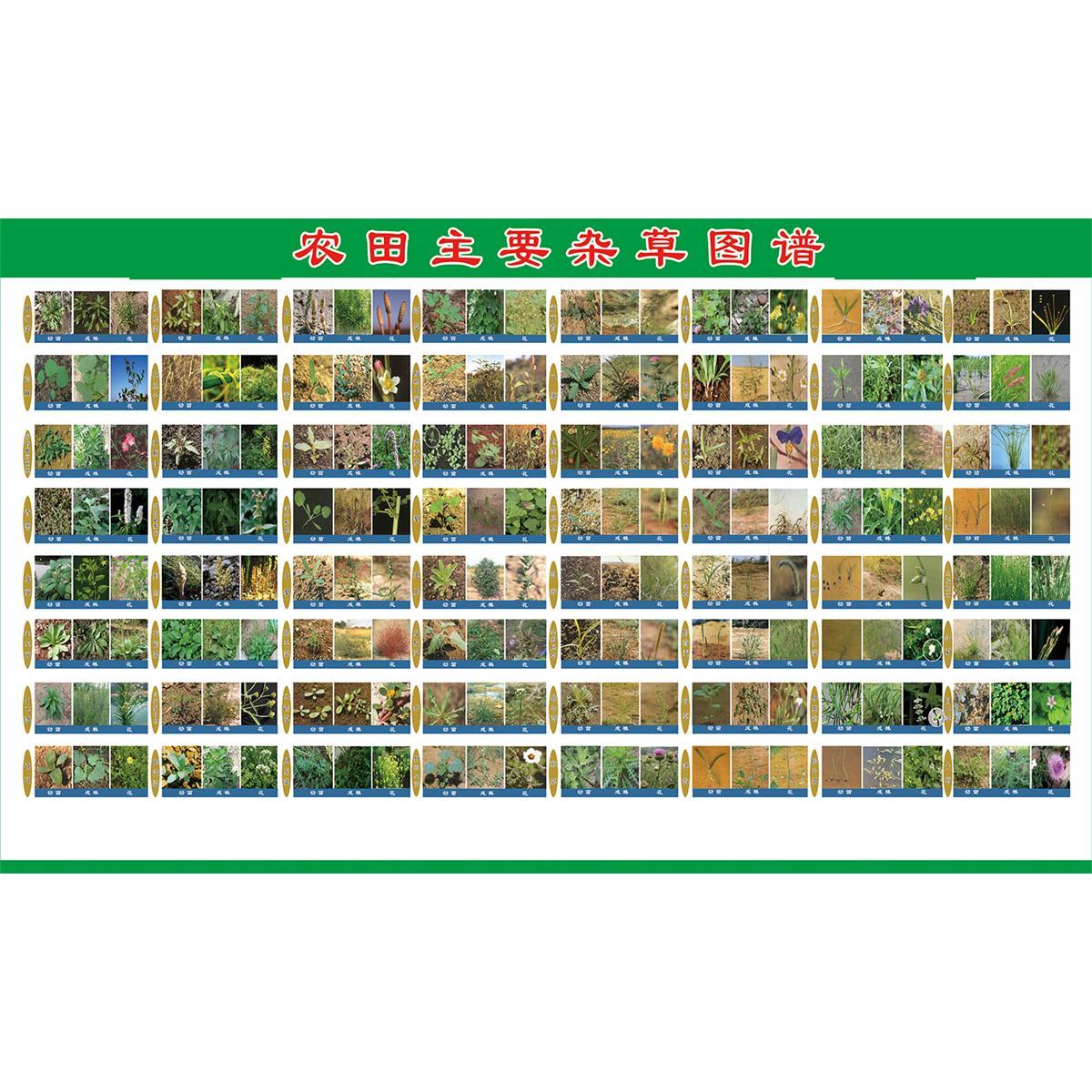 常见农作物杂草谱作物海报图谱农田常见杂草种子海报kt板