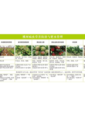 桃树病虫草害防治与肥水管理海报展板苹果树病虫害防治指南挂图