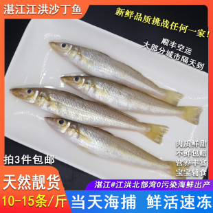 湛江江洪沙丁鱼新鲜鲜活野生沙尖鱼沙椎鱼海鲜水产鱼类小孩食用