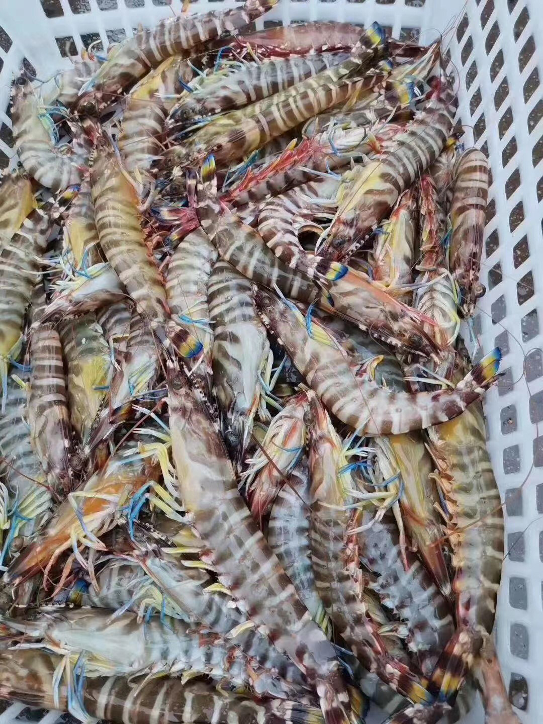 湛江天然九节虾海鲜斑节虾鲜活海捕特竹节虾海虾花虾15条左右1斤