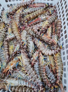 湛江天然九节虾海鲜斑节虾鲜活海捕特竹节虾海虾花虾15条左右1斤