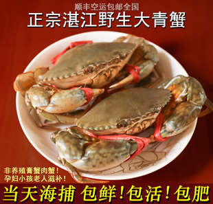 湛江鲜活天然大青蟹 特大 超大红膏蟹酱肉醉螃蟹 海捕青蟹500g