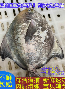 平鱼仓鱼新鲜大白鲳新鲜海鲜