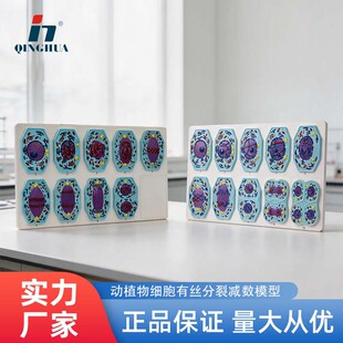 动植物细胞有丝分裂及减数分裂模型 中学生物教具 教学仪器