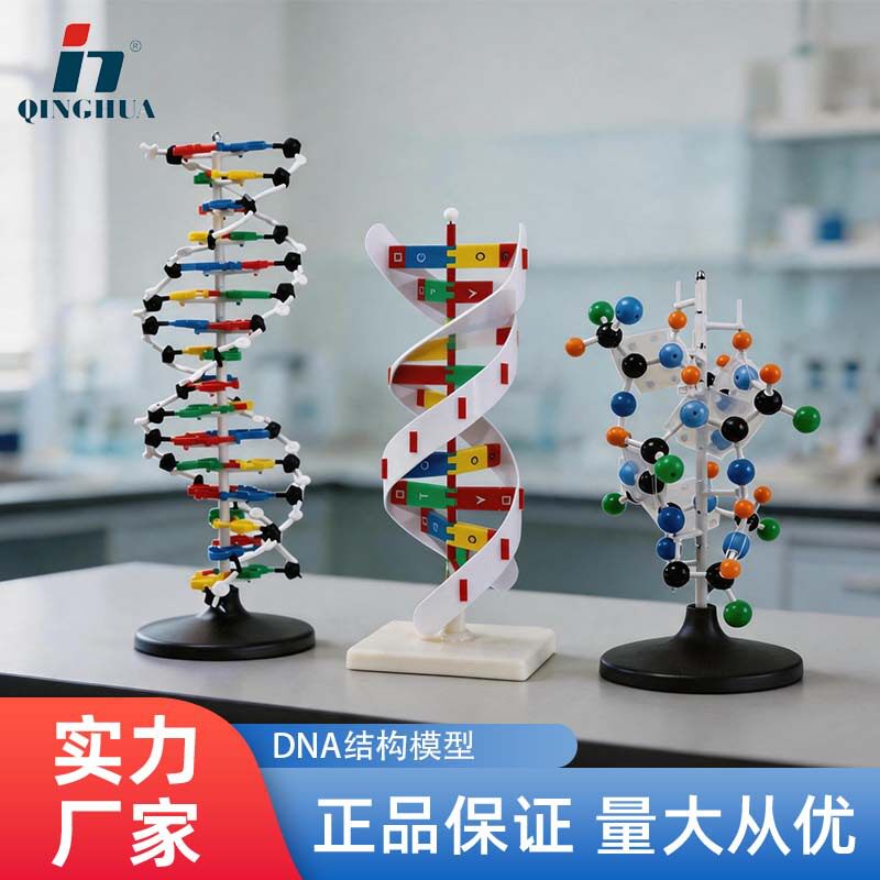 青华DNA双螺旋模型生物基因60cm蛋白质学校老师教学演示60cm大号