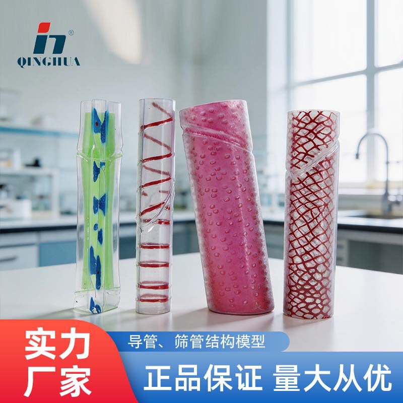 青华33003导管筛管结构模型初高生物教学科教仪器教师老师讲课