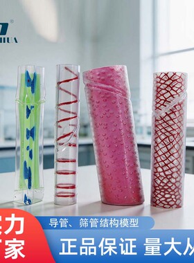 青华33003导管筛管结构模型初高生物教学科教仪器教师老师讲课