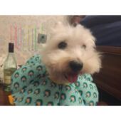 宠物狗狗猫咪伊丽莎白圈头套防舔防抓咬防水向日葵保护套圈脖圈