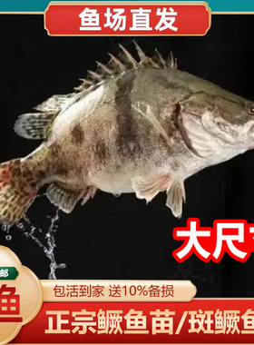 桂花鱼苗鳜鱼苗桂鱼苗斑鳜大尺寸贵鱼白头10cm十公分20cm二十公分
