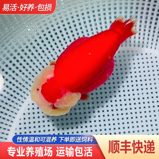 兰寿金鱼熊猫短尾波妞精品小苗奶牛潘氏鱼苗热带玉兔麒麟好养耐活