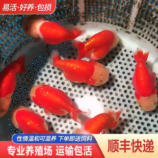 兰寿金鱼熊猫短尾波妞精品小苗奶牛潘氏鱼苗热带玉兔麒麟黑白冷水