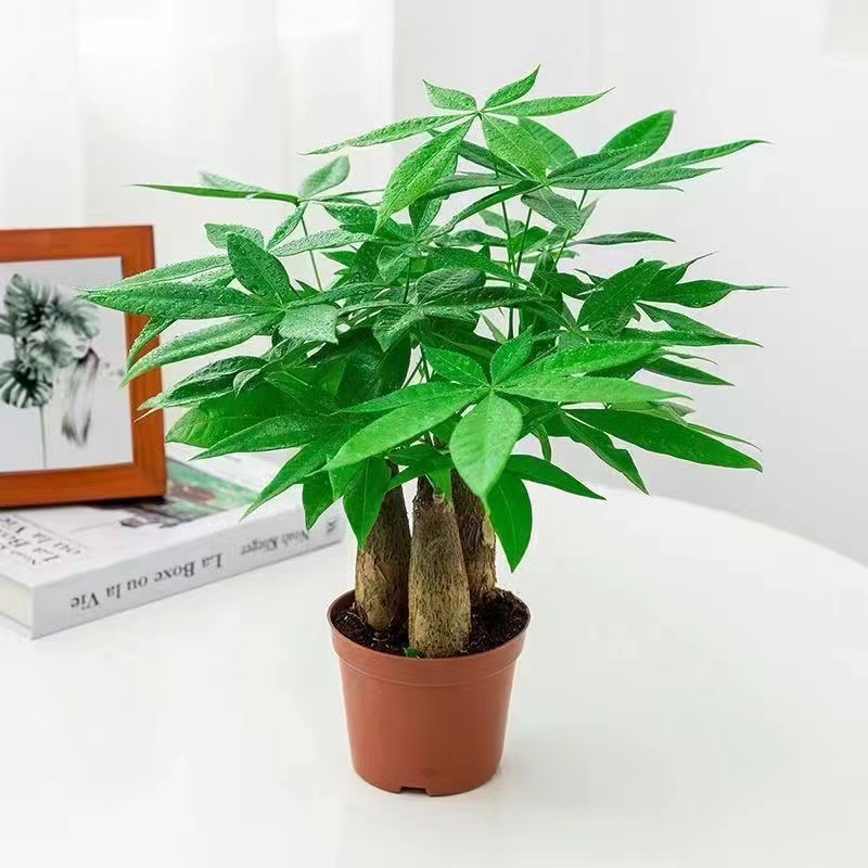 发财树盆栽招财室内客厅大型盆景绿植四季常青办公室桌摆花卉植物