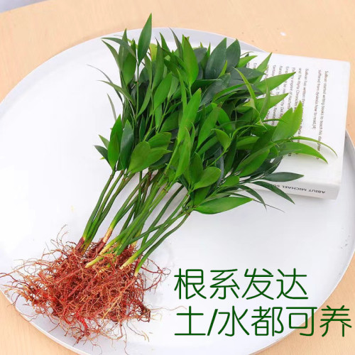 水培驱蚊竹柏水养植物盆栽绿植室内花卉客厅办公桌好养四季常青