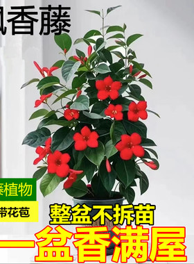 飘香藤多季开红色大花室内外庭院爬藤植物双喜藤绿植阳台花卉