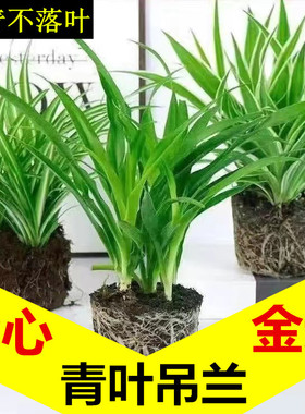 金边金心青叶大吊兰盆栽绿植室内净化空气客厅办公室桌面四季好养