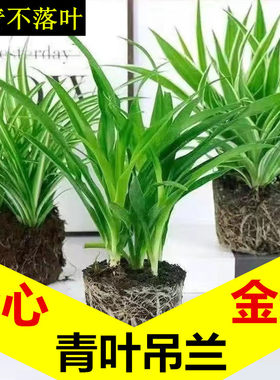金边青叶吊兰盆栽绿植净化空气
