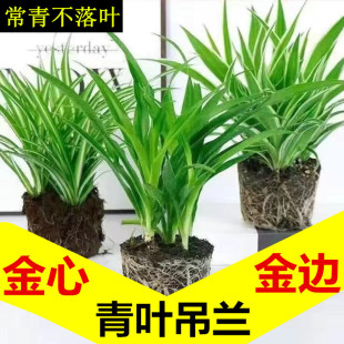 金边金心青叶大吊兰盆栽绿植室内净化空气客厅办公室桌面四季 好养