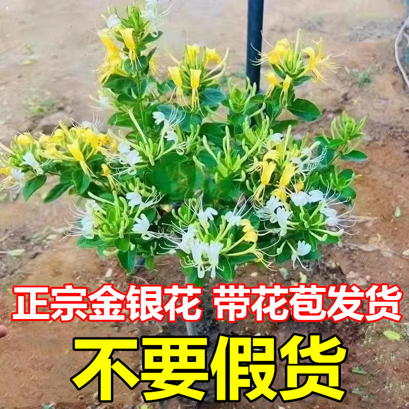 金银花树苗黄白红花盆栽地栽食用药用爬藤植物南北方种植金银花苗