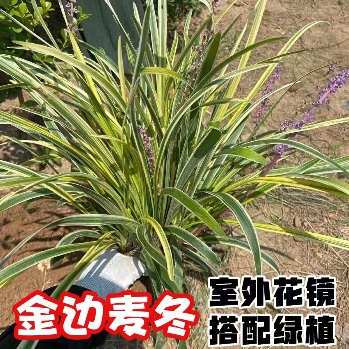 金边麦冬草苗阳台庭院绿植图片