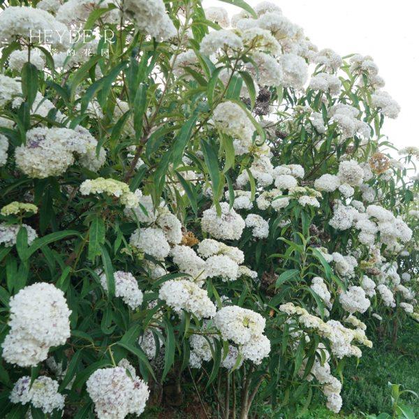 海蒂的花园 绣球金山新品木绣球庭院花境景观花卉植物花期长