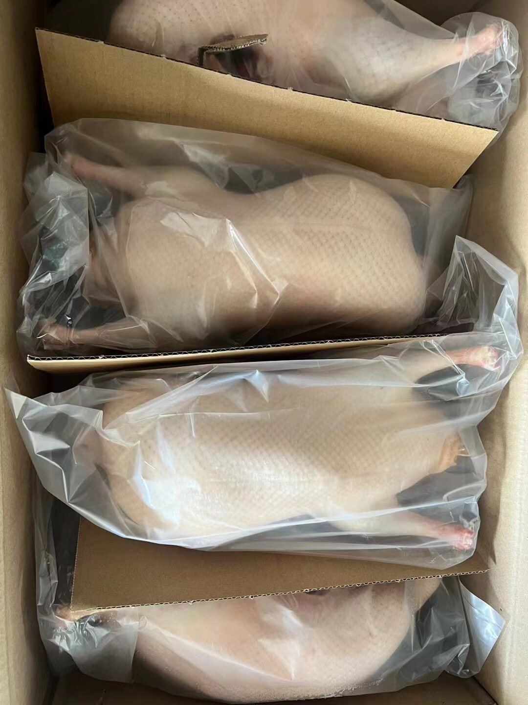 新鲜冷冻鸭胚北京烤鸭鸭胚桂柳鸭胚单只3.7斤到4.3斤酒店商用食材