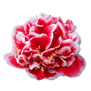 龙火珠山茶花盆栽福建名贵品种四季绿植客厅植物阳台花卉当年开花