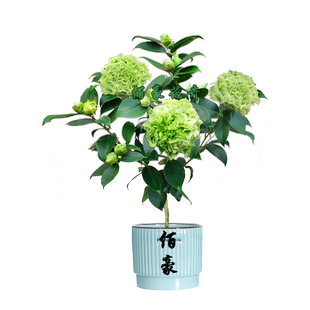 绿可娜山茶花树苗带花苞福建名贵品种室内植物庭院阳台花卉精选苗