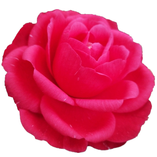 七巧茶花盆栽树苗带花苞室内四季花卉阳台办公室植物庭院盆景新品