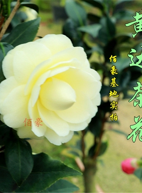 黄达山茶花盆栽金丝雀黄色稀少品种室内植物阳台花卉庭院绿植名贵