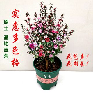 松红梅盆栽带花苞盆栽花卉植物室内阳台耐热四季绿植开花植物好养