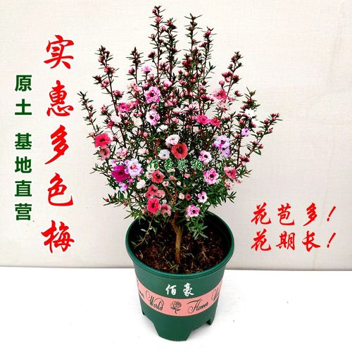 多色松红梅，好养盆栽花期长！